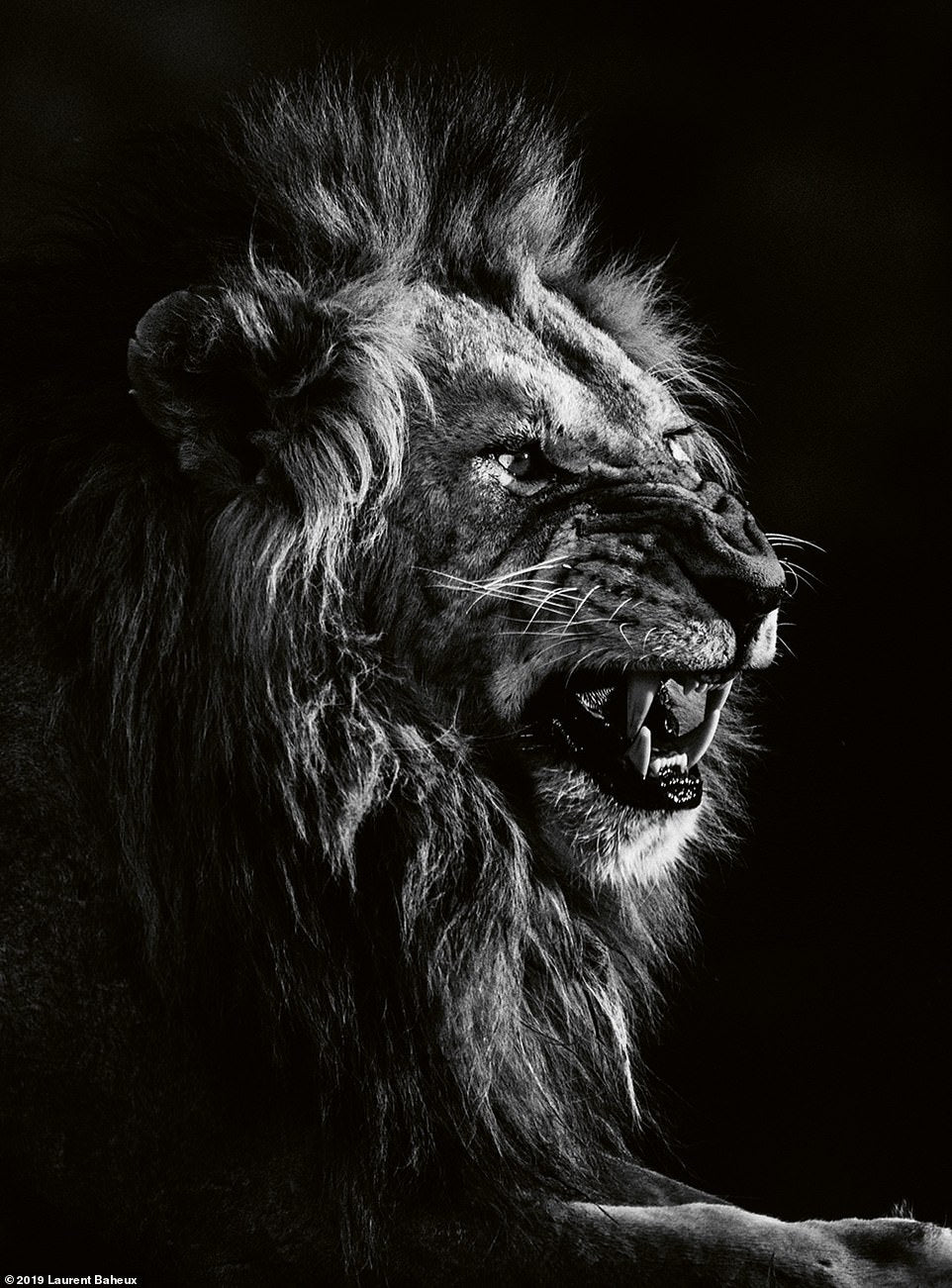 Animals | Lion B&W