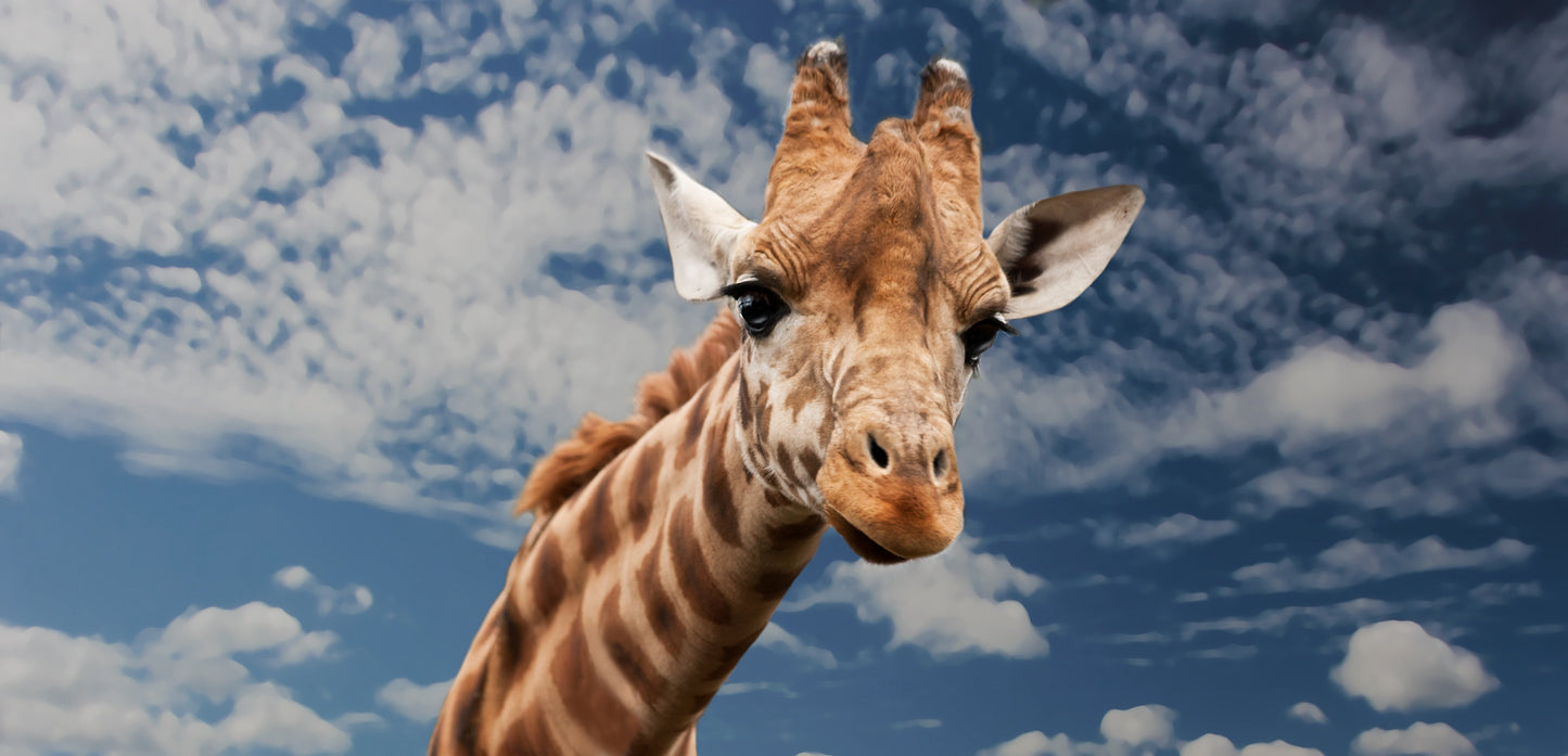 Animals | Giraffe cloud print