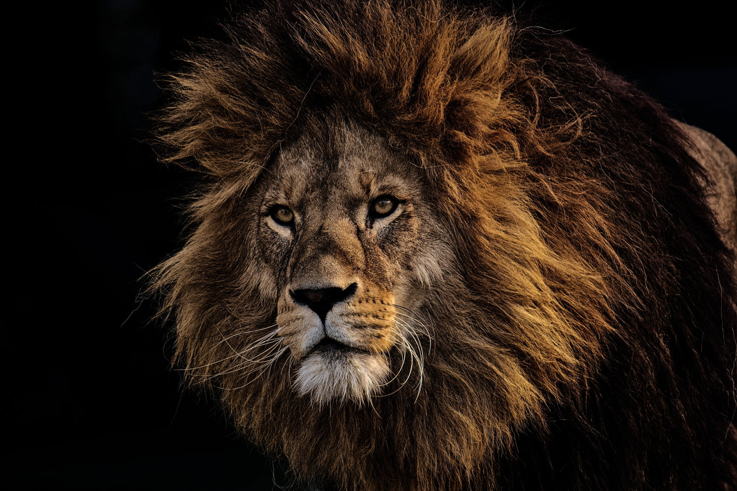 Animals | Lion Print 1